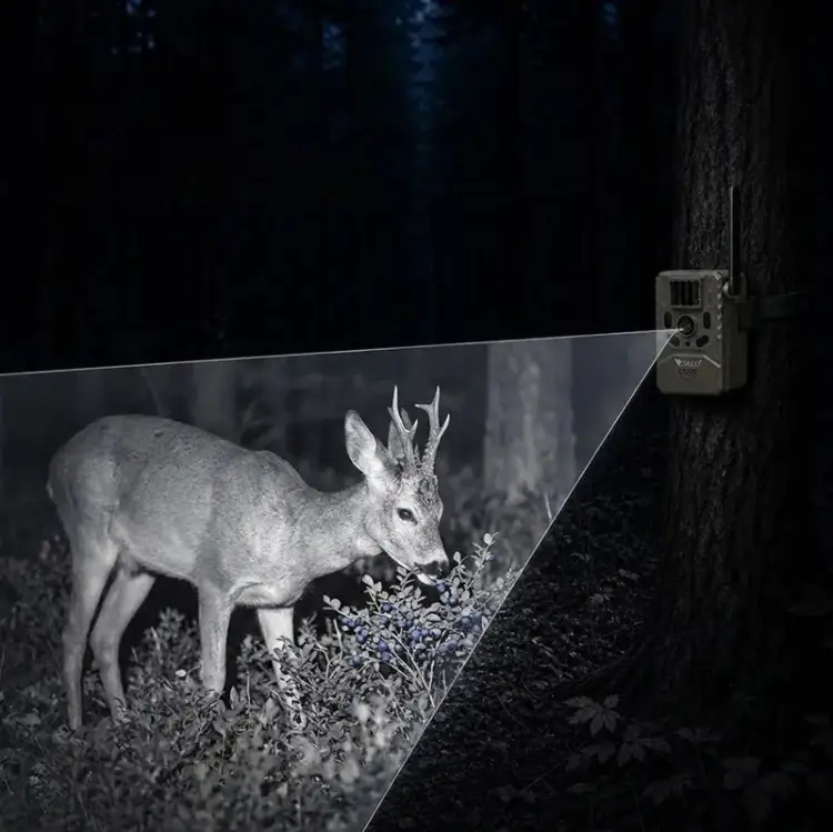 Fotopułapka - Kamera leśna - Orllo Huntercam 6 SIM z zasilaniem solarnym